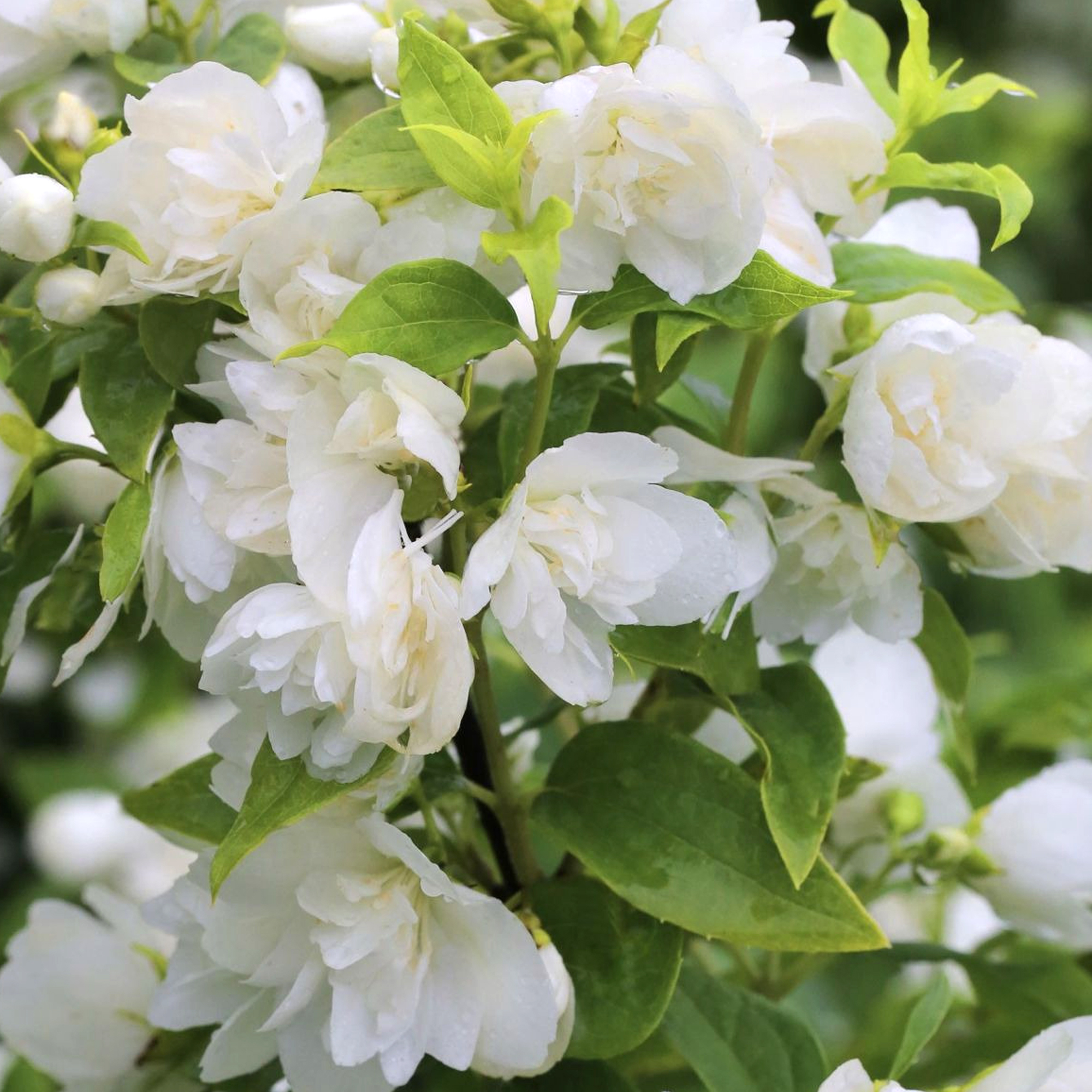 Philadelphus Manteau d'Hermine - Mock Orange | Deciduous Potted Garden ...